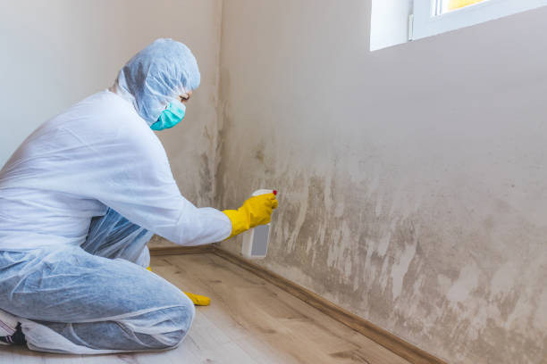 Licensed Mold Remediation service in Annandale, MN - WQB Mold Removal